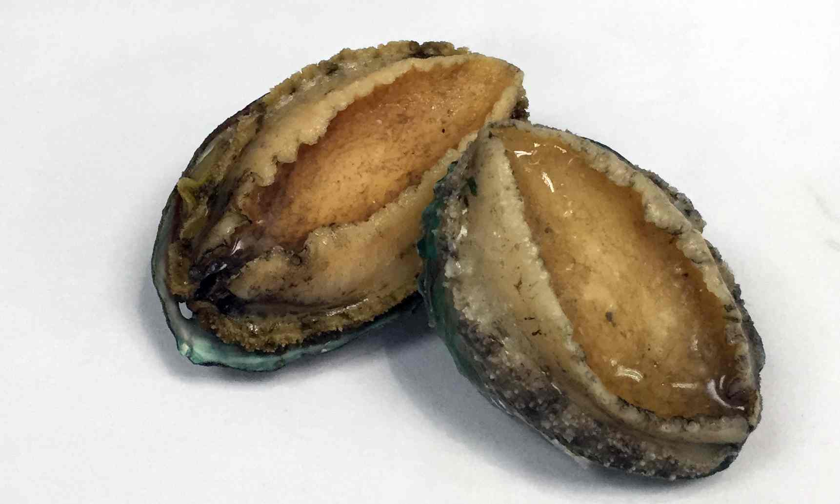 Chileuncultivatedabalone